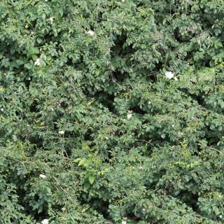 High Resolution Seamless Textures 0028